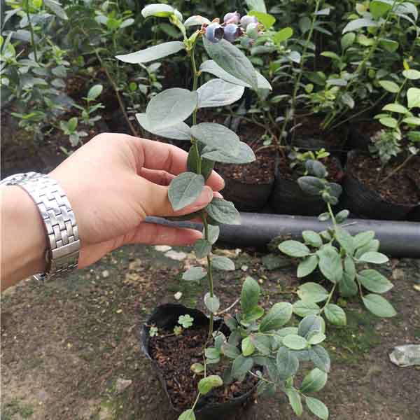 綠寶石藍莓苗的價格，哪里有綠寶石藍莓苗
